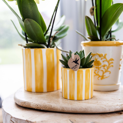 Petit coffret cadeau | Plante verte avec orchidée Phalaenopsis jaune dans des pots décoratifs à rayures peintes, sur un plateau blanc bio