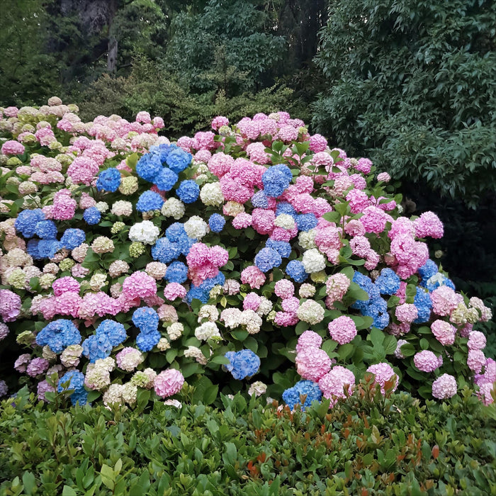 Hydrangea macrophylla Tricolour - Hortensia - Winterhard - Roze-Blauw-Wit - 3 Planten - Pot 12cm - Hoogte Hoogte 20-30cm