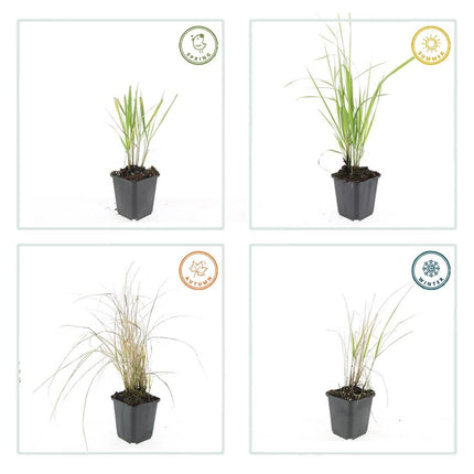 Calamagrostis Acutiflora 'Karl Foerster' - Struisriet - ↕10-25cm - Ø9cm - 48x