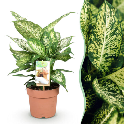Dieffenbachia Compacta - ↕45-50cm - Ø17cm