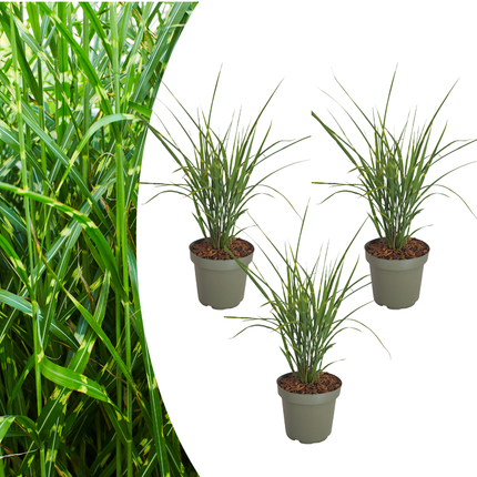 Miscanthus Sinensis ‘Zebrinus’ – Zebragras - Ø12cm - 3x
