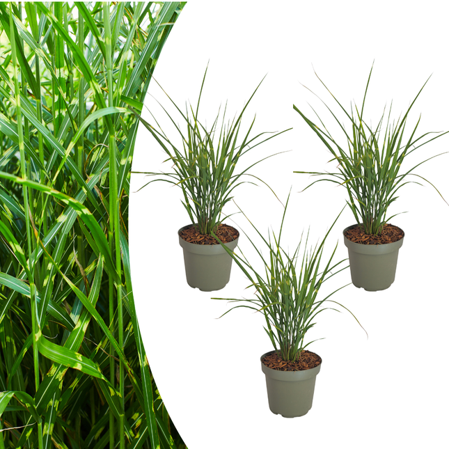 Miscanthus Sinensis ‘Zebrinus’ – Zebragras - Ø12cm - 3x