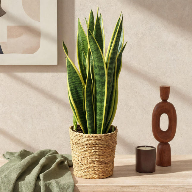 Sansevieria Laurentii - Snake Plant - ↕60-70cm - Ø17cm
