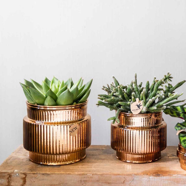 Kolibri Home | Allure Shiny blomkruka - Brons - Ø12cm