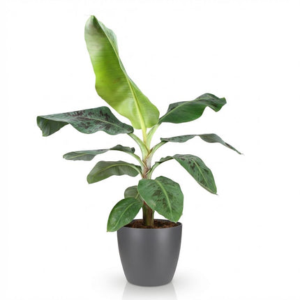 Musa acuminata Dwarf Cavendish - Banana plant - with grey plant pot - ↕70-75cm - Ø21cm