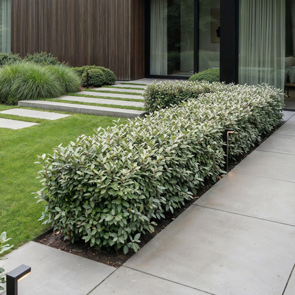 Eleagnus ebbingei Compacta - Olijfwilg - 40x Haagplanten - Groenblijvend - Grijs - Pot 9cm - Hoogte 25-35cm