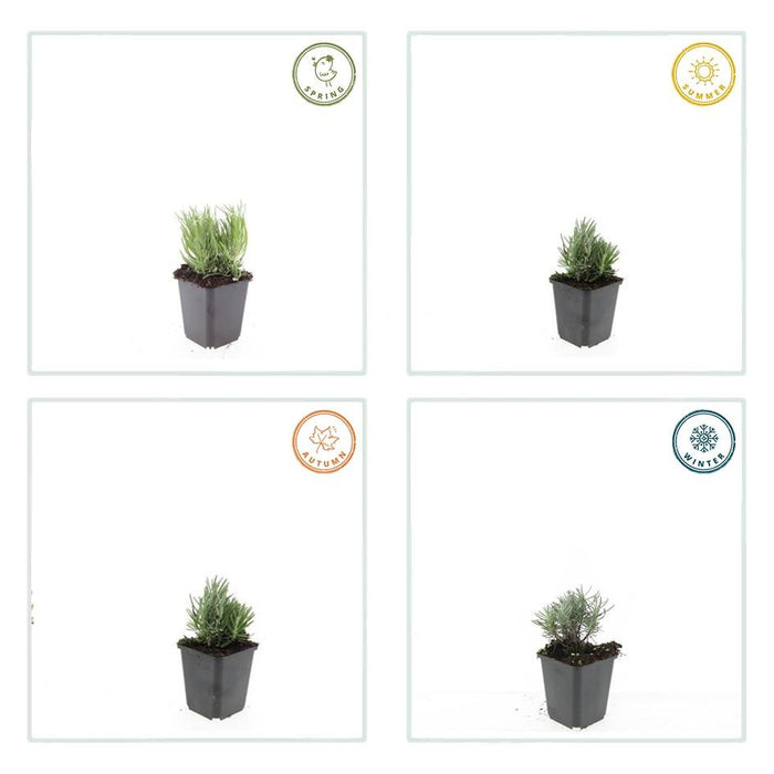 Lavandula ang. 'Dwarf Blue' - ↕10-25cm - Ø9cm - 24x