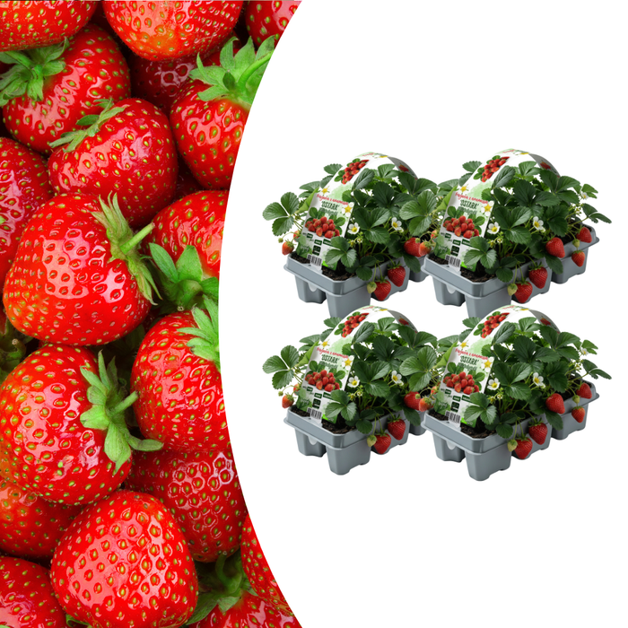 Aardbeienplanten (Fragaria) 100% biologisch - 24x