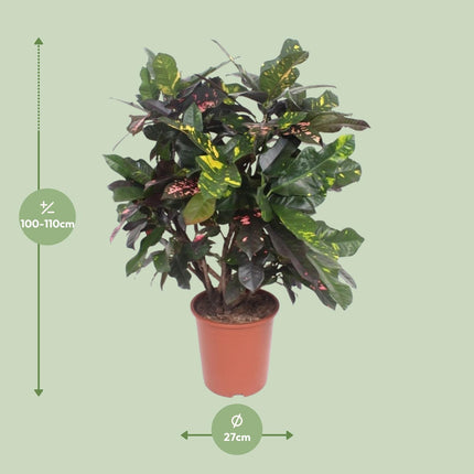 Codiaeum Magnificent - Croton Magnificent - ↕110cm - Ø27cm