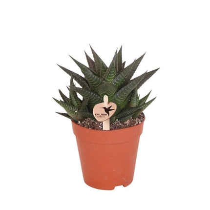 Haworthia Limifolia - vetplant - Kolibri Greens - Ø9cm