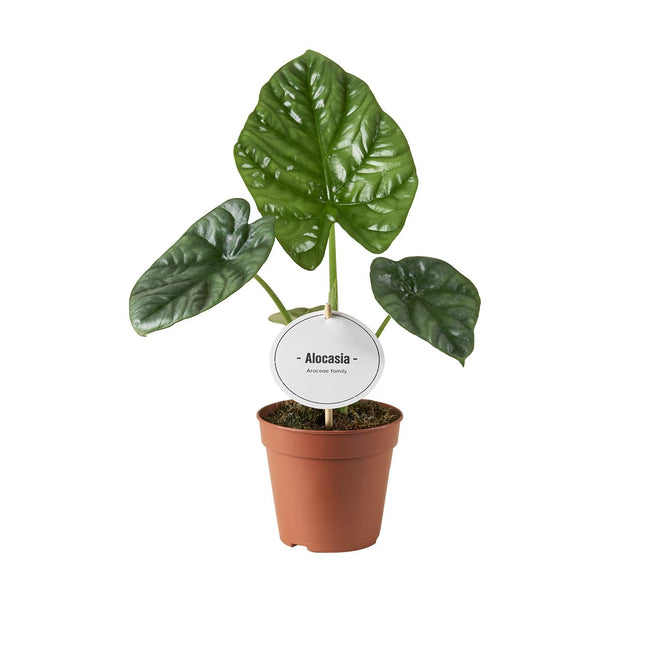 Alocasia Lukiwan - Oreille d'éléphant - ↕20cm - Ø12cm