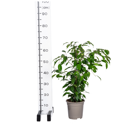 Ficus Benjamina Exotica - ↕60 - 80cm - Ø17cm
