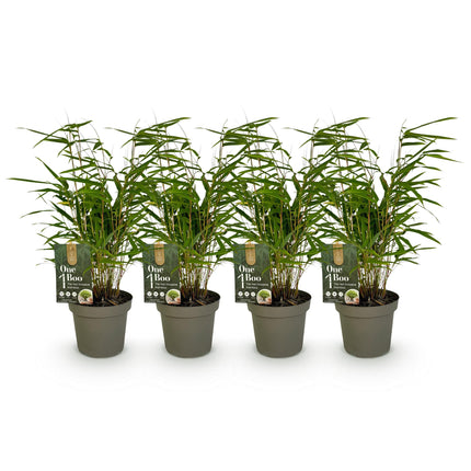 Bamboe Niet Woekerend - Fargesia rufa - ↕35cm - Ø14cm - 4x