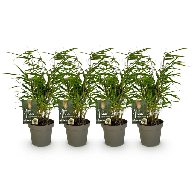 Bamboe Niet Woekerend - Fargesia rufa - ↕35cm - Ø14cm - 4x