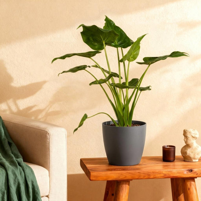 Alocasia Cucullata - Mano di Buddha - con vaso grigio - ↕65-70cm - Ø21cm