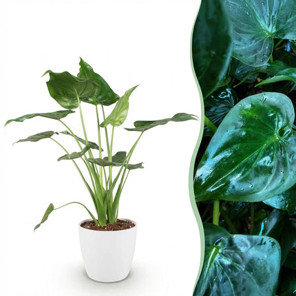 Alocasia Cucullata - Mano di Buddha - con vasi bianchi - ↕65-70cm - Ø21cm