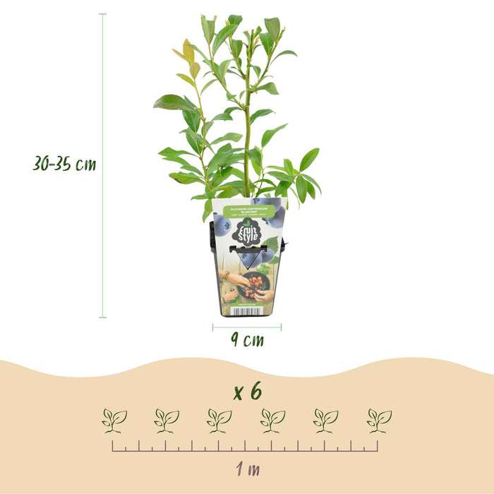 Myrtille - Vaccinium corymbossum Bluegold - Rustique - 6 plants - Pot de 9 cm - Myrtille