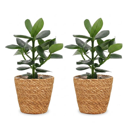 Clusia Princess - 2x - met Mand - Pot 12cm - Hoogte - 40cm
