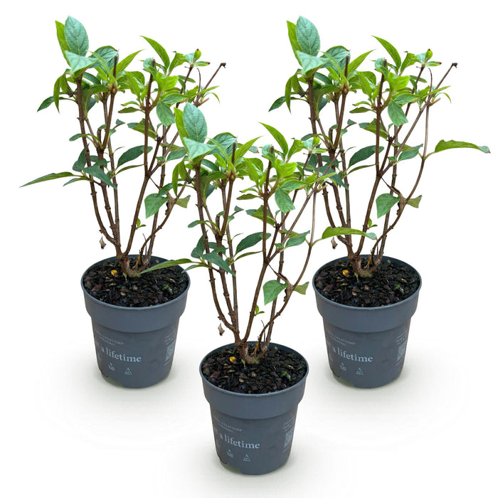 Hydrangea panniculata Living Pink & Rose - Pluimhortensia - Winterhard - Roze - 3 Planten - Pot 12cm - Hoogte Hoogte 20-30cm