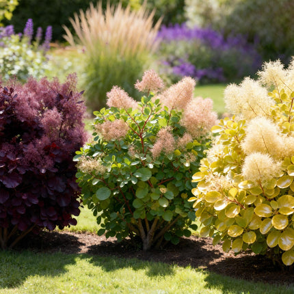 Cotinus coggygria Tricolour - Albero per parrucche - ↕35cm - Ø12cm - 3x