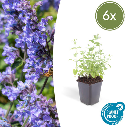 Nepeta 'Six Hills Giant' - Kattenkruid - ↕10-25cm - Ø9cm - 6x