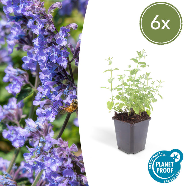 Nepeta 'Six Hills Giant' - Kattenkruid - ↕10-25cm - Ø9cm - 6x