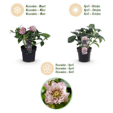 Hellébore d'Orient 'Double Ellen Pink' - Fleur rose - 2 plants - Persistant - Pot de 14 cm - Hauteur 35 cm