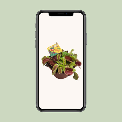 Dionaea Muscipula - Venusvliegenval - ↕12cm - Ø12cm