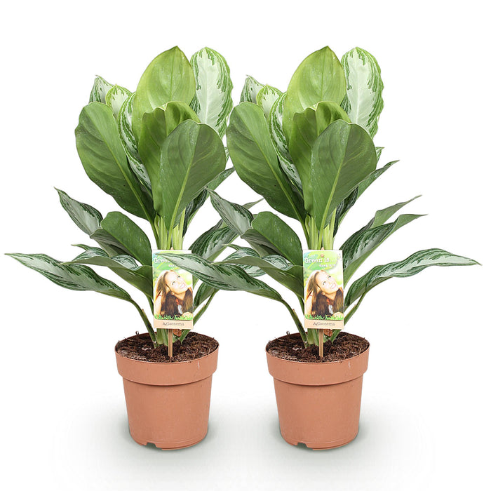 Aglaonema Silver Bay - Zilverblad - ↕70-75cm - Ø17cm - 2x