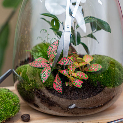 Ciseaux longs pour terrarium - Acier inoxydable - ↑ 25 cm