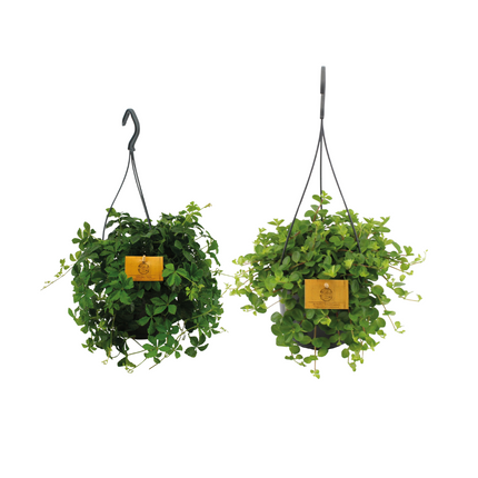 Dúo de plantas colgantes - 2 piezas - Ø15cm - ↕25cm