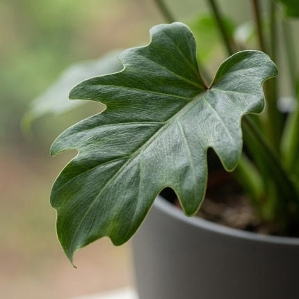 Philodendron Xanadu - met grijze pot - ↕60cm - Ø19cm