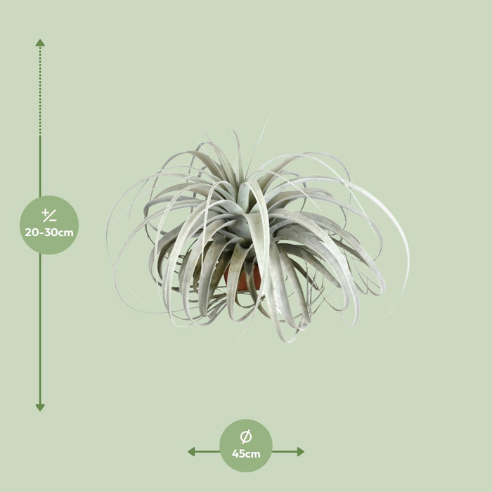 Tillandsia Xerographica - ↕30cm - Ø45cm