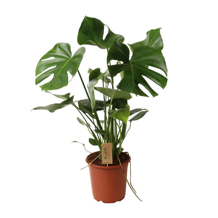 Monstera Deliciosa - Hole plant - ↕60cm - Ø21cm