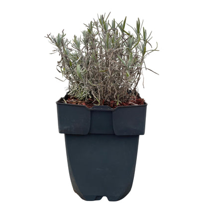 Lavandula angustifolia Hidcote - grey foliage - 6 plants - 1 linear meter - evergreen - 17cm pot height 30cm