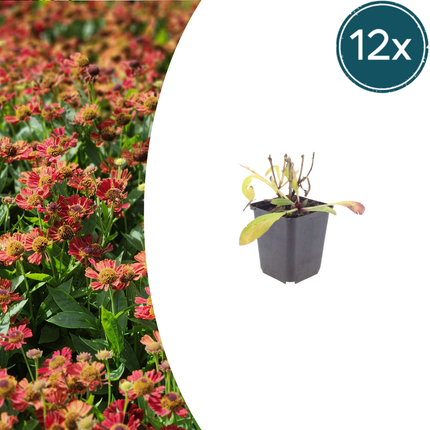 Zonnekruid - Helenium 'Moerheim Beauty' - ↕10-25cm - Ø9cm - 12x