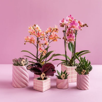 Calathea Dottie - Kolibri Greens - Ø6cm