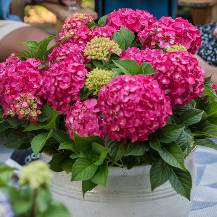 Hydrangea Endles Summer Summer Love Red - Hortensia - Rood - ↕20-25cm - Ø14cm - 2x