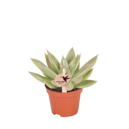 Echeveria Miranda - vetplant - Kolibri Greens - Ø6cm