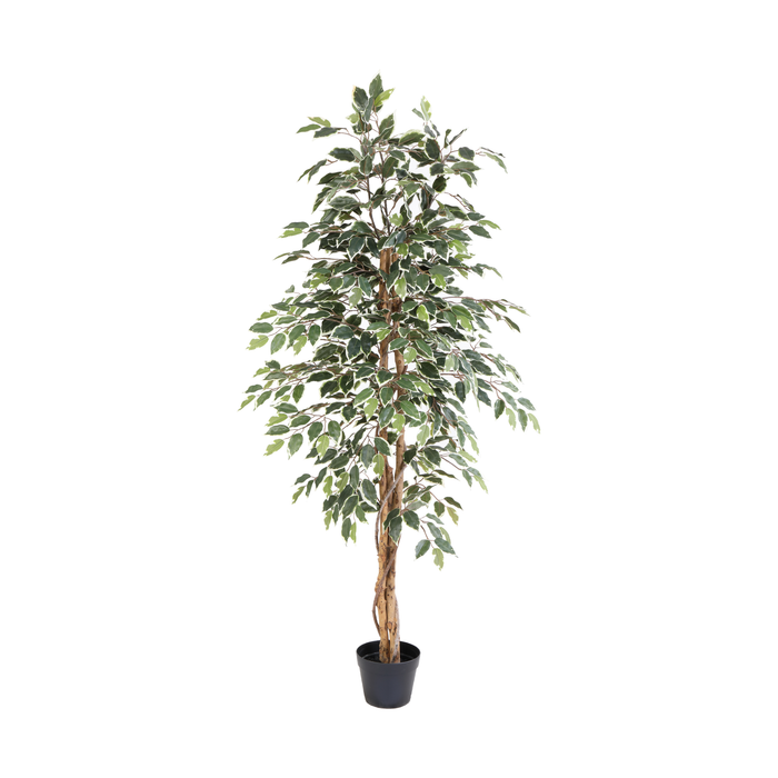 Plante artificielle Ficus benjamina variegata - ↕160cm