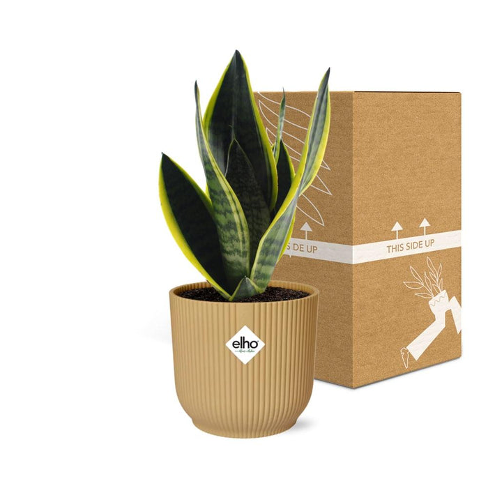 Sansevieria Futura Superba - Vrouwentong - in elho Vibes Fold Ø14cm geel