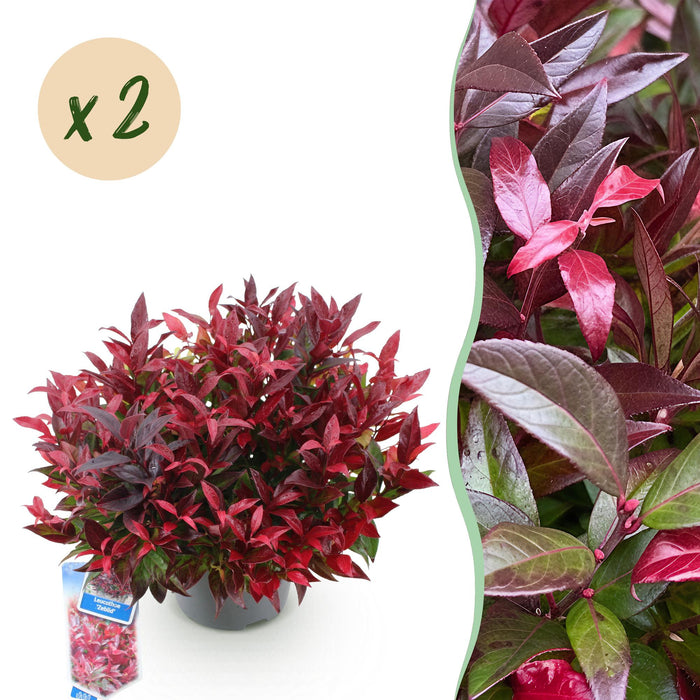 Leucothoe Zeblid - Rood - 2 Planten - Groenblijvend - Weinig Onderhoud - Pot 17cm Hoogte 45cm