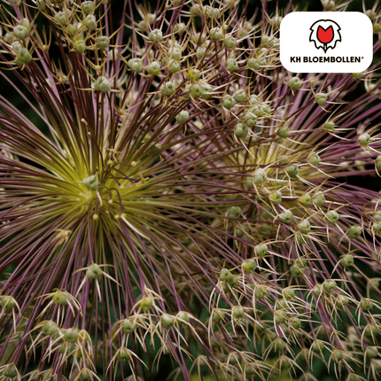 Allium Schubertii - Blomsterløg - 5x
