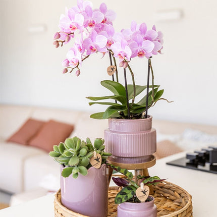 Kolibri Orchids | Combi Deal - 4 Roze Phalaenopsis Orchideeën Mineral Chamberry - Ø9 cm