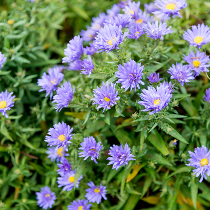 Aster frikartii 'Monch' - Autumn Aster - ↕10-25cm - Ø9cm - 6x