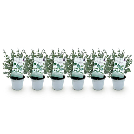 Albero di eucalipto - Eucalyptus gunni - Grigio - 6x - Resistente - ↕30cm - Ø14cm