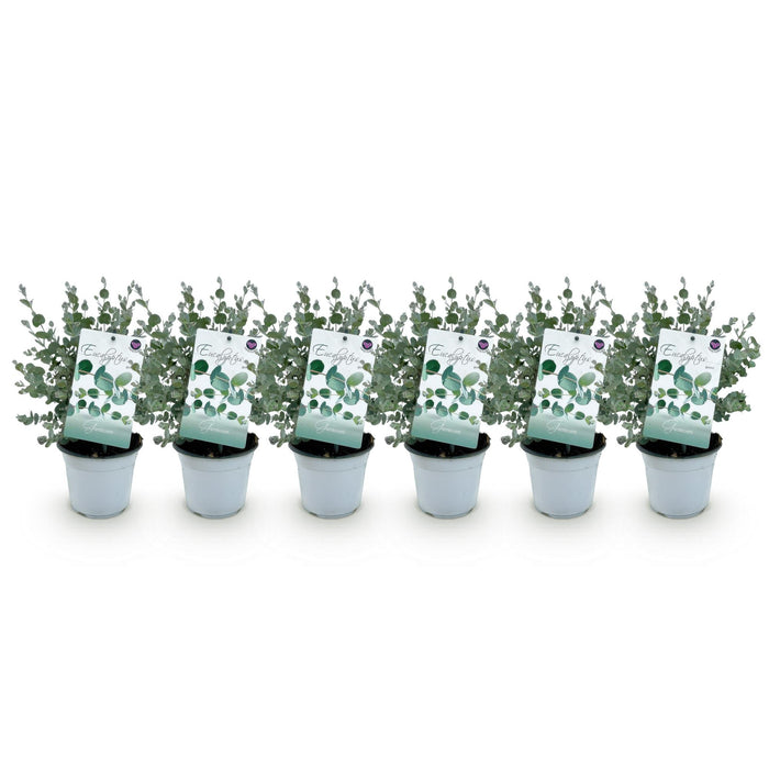 Terrasplant - Eucalyptus boom - Eucalyptus gunni  - Grijs - 6 Planten - Winterhard - Pot 14cm Hoogte 30cm
