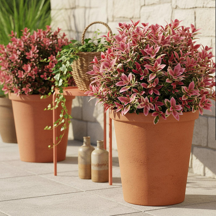 Leucothoe Colour Diamond - Bont - 2 Planten - Groenblijvend - Weinig Onderhoud - Pot 17cm Hoogte 45cm