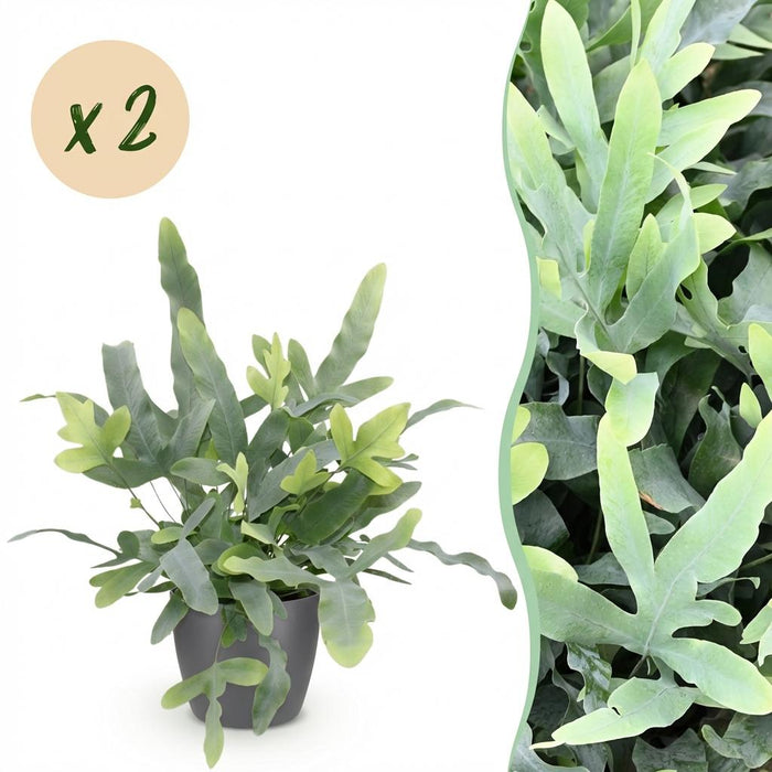 Phlebodium aureum Blue Star - Blauwe Varen - met grijze plantenpotten - ↕25cm - Ø12cm - 2x