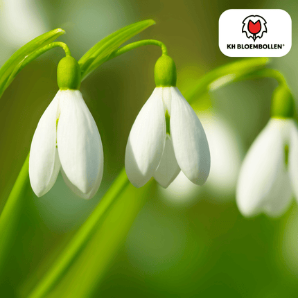 Campanillas de invierno, 30 unidades